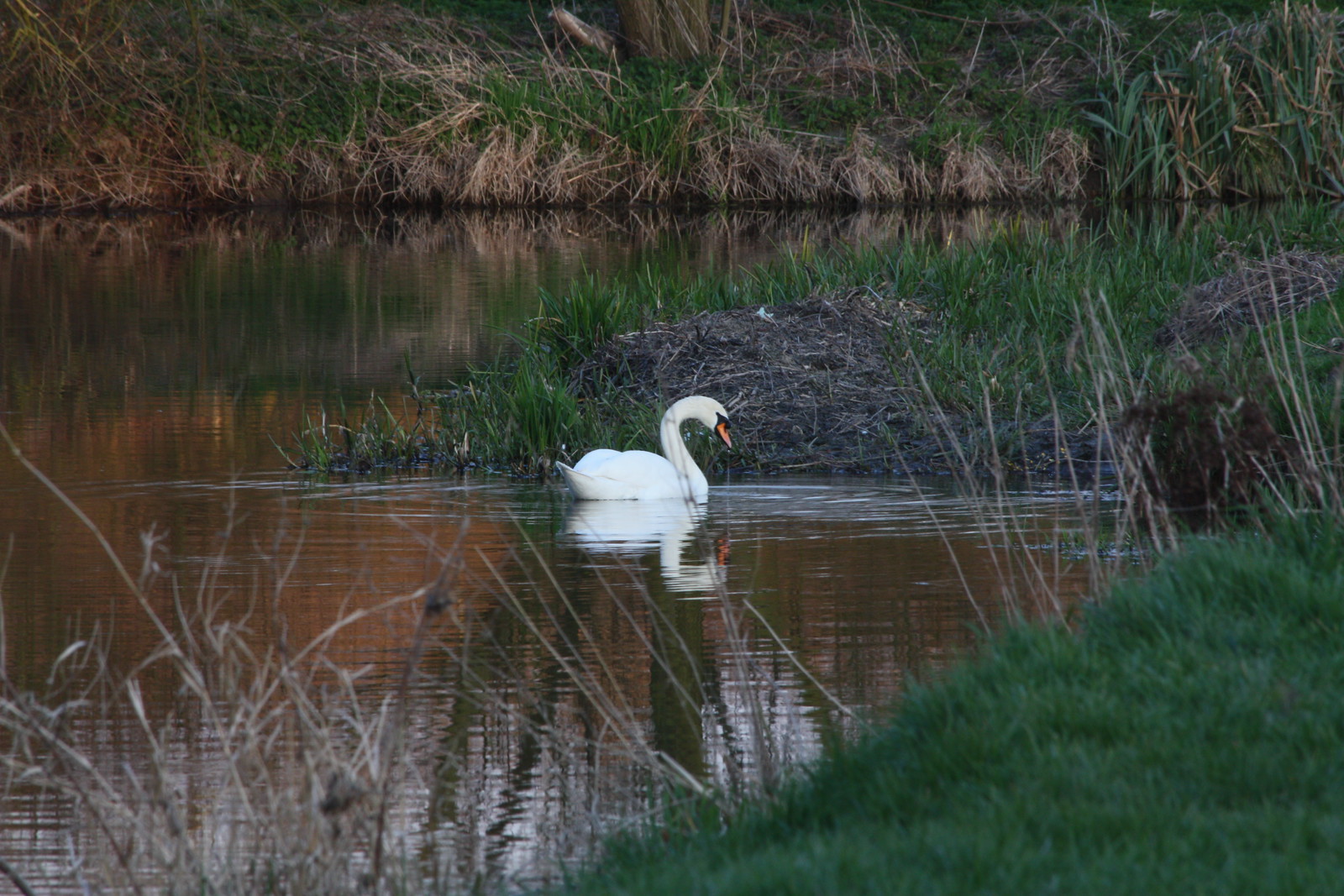 IMG_4649 - Grantchester Swann