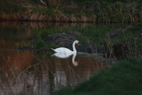 IMG_4651 - Closer Swann