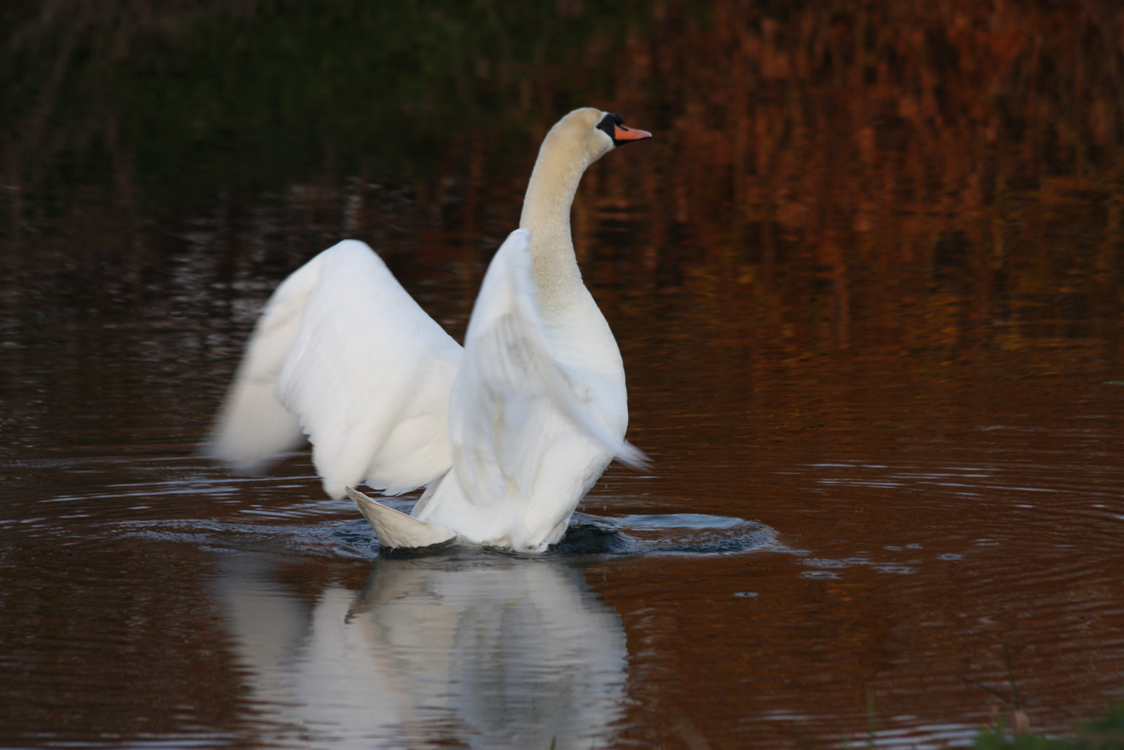 IMG_4655 - Swann Flapps
