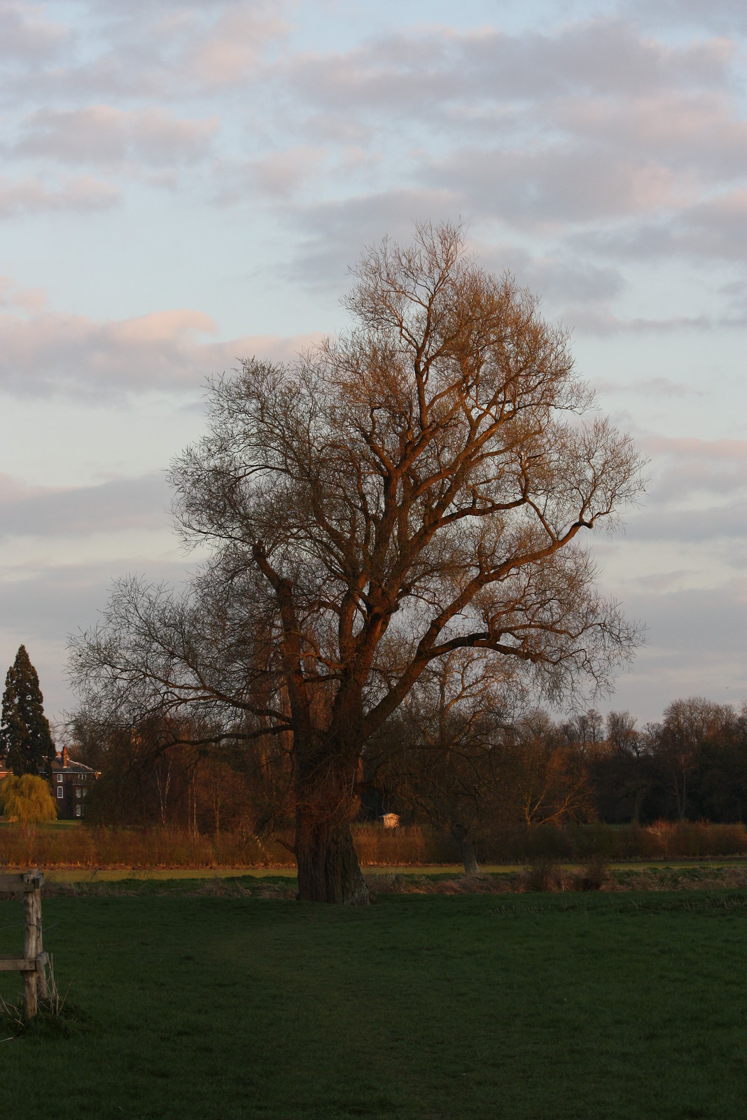 IMG_4650 - Grantchester Evenlight