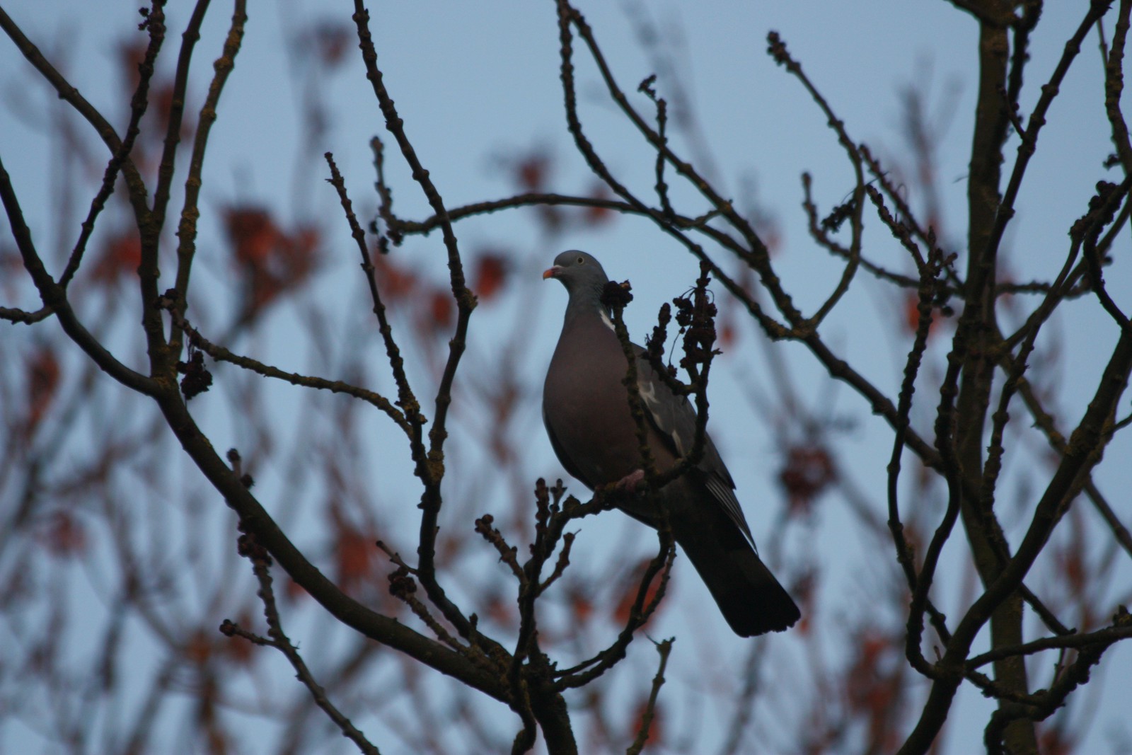 IMG_4668 - Grantchester Bird
