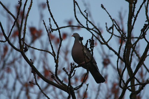 IMG_4668 - Grantchester Bird