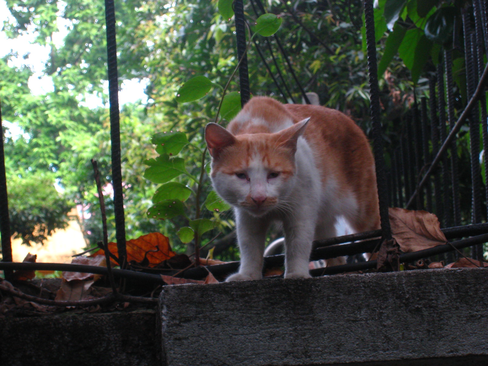 IMG_0569 - Confucian CATT!