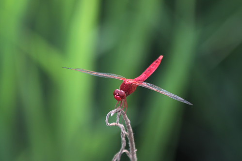IMG_1326 - Red Dragon Straight