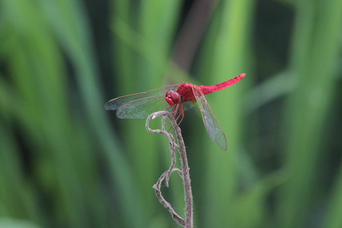 IMG_1338 - Red Dragon