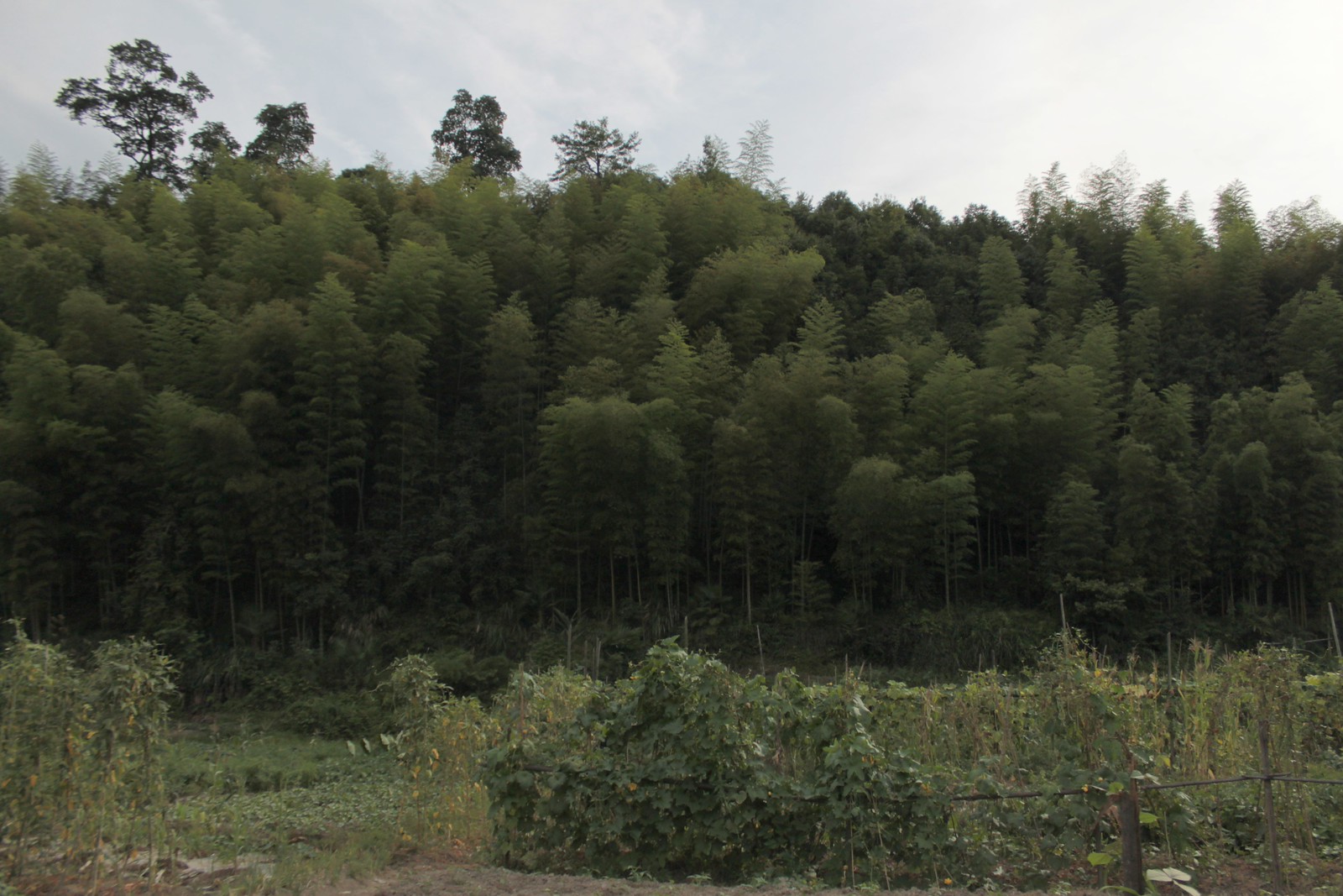 IMG_1353-gamma - Bamboo & Crops
