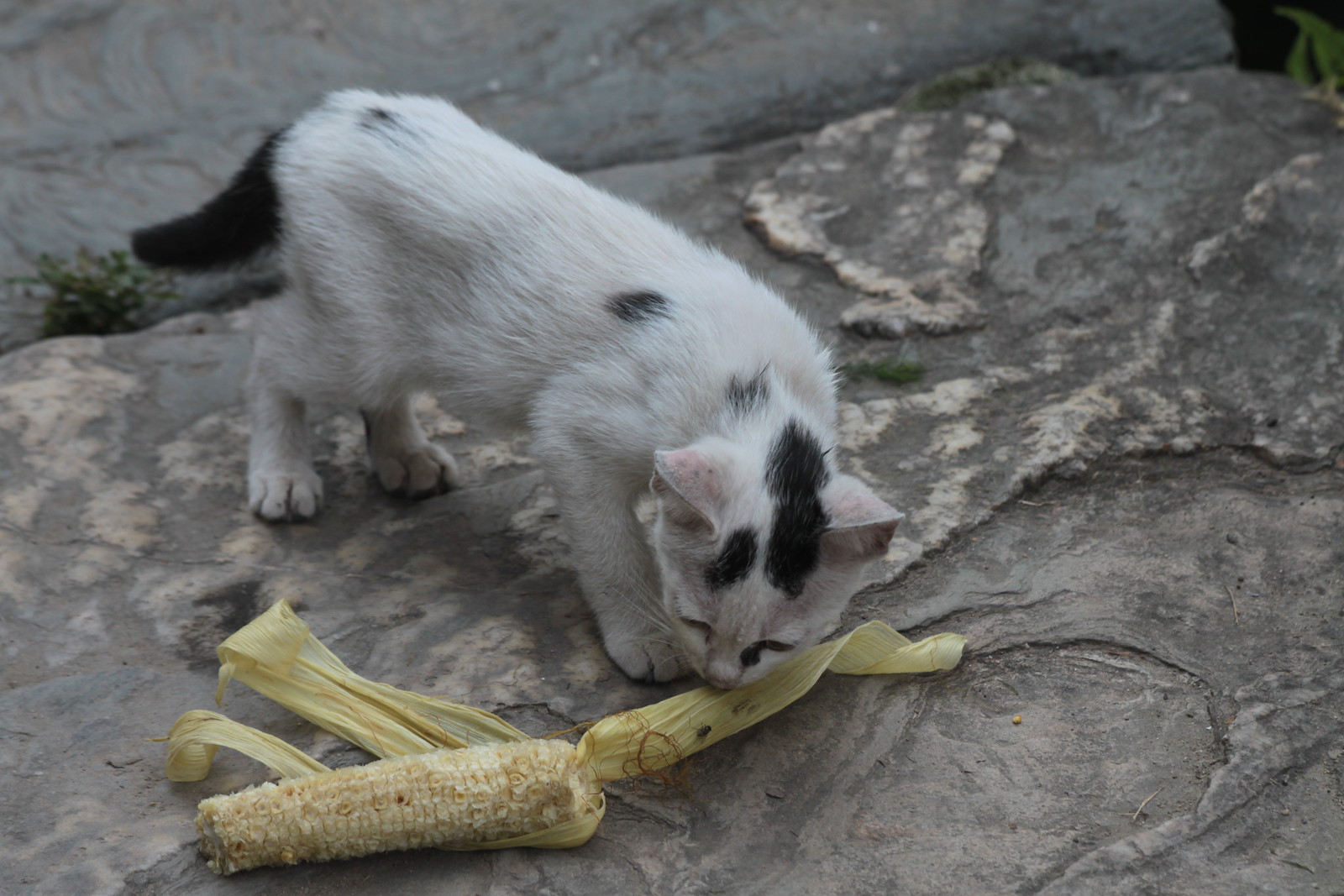 IMG_1368 - Corn CATT