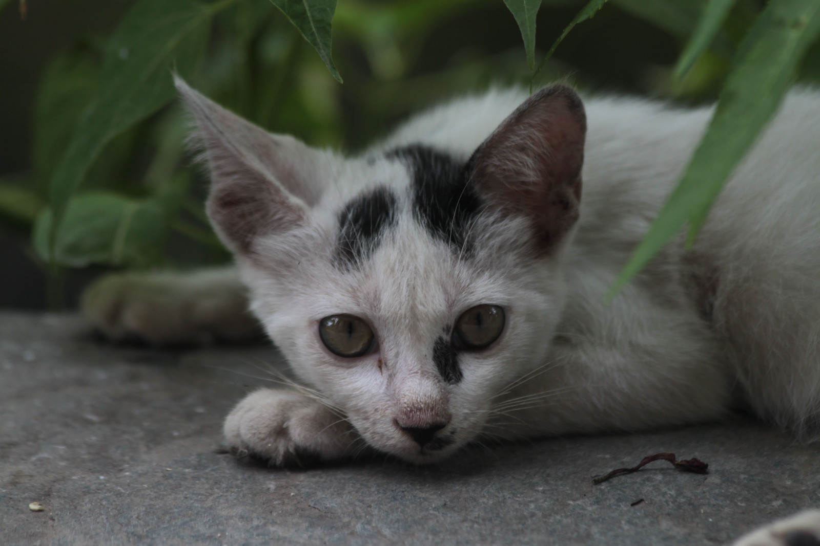 IMG_1389 - Resting CATTT