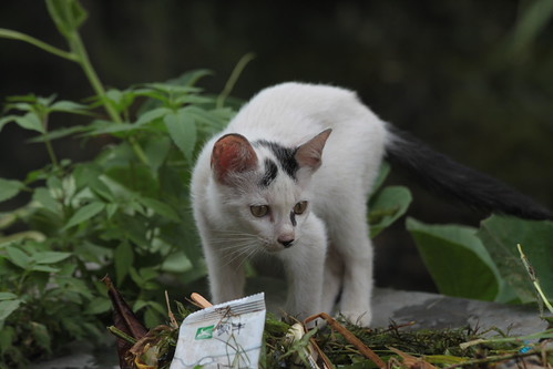 IMG_1373 - Garbage CATTT