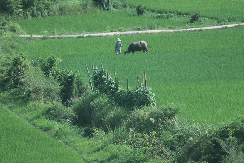 IMG_1192 - Buffalo