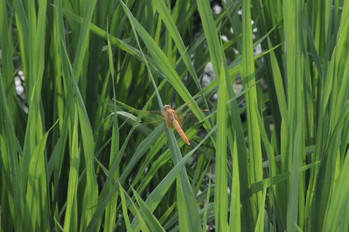 IMG_1334 - Orange Dragon