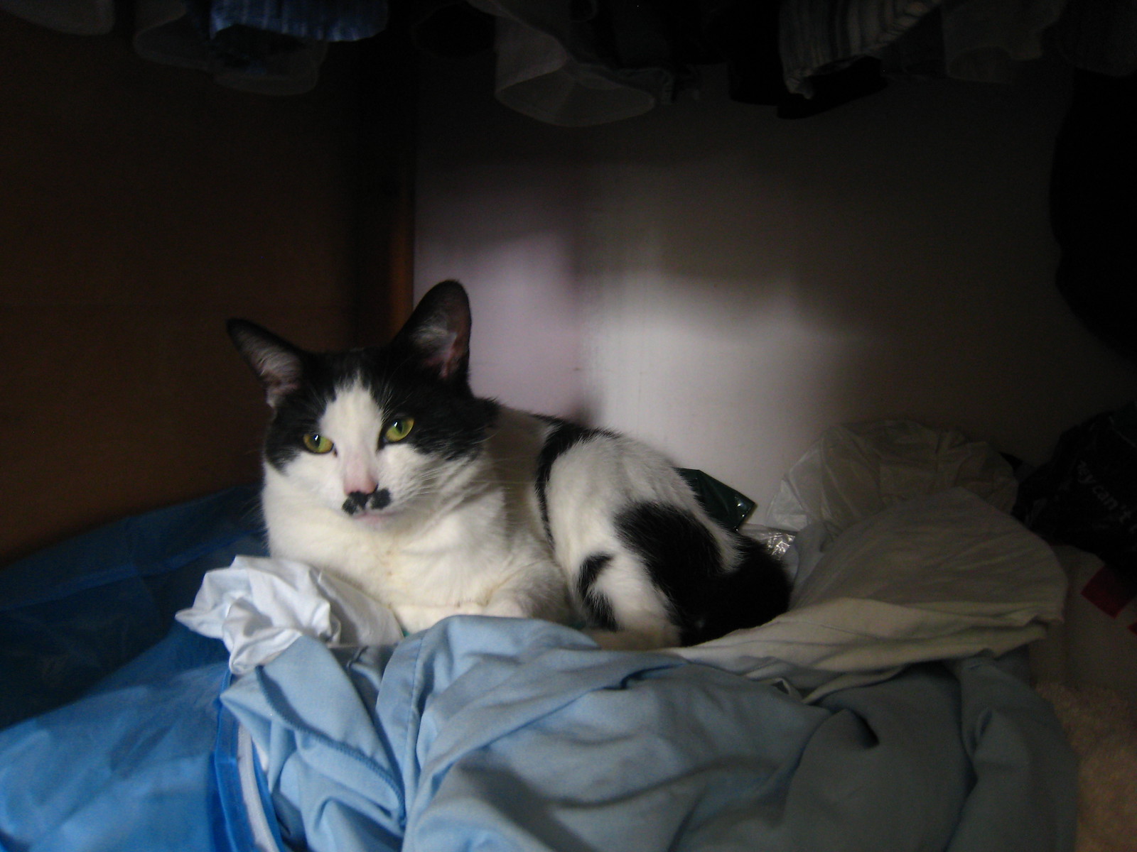 IMG_0729 - CATTINCUPPBOARD
