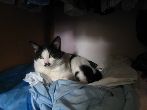 IMG_0729 - CATTINCUPPBOARD