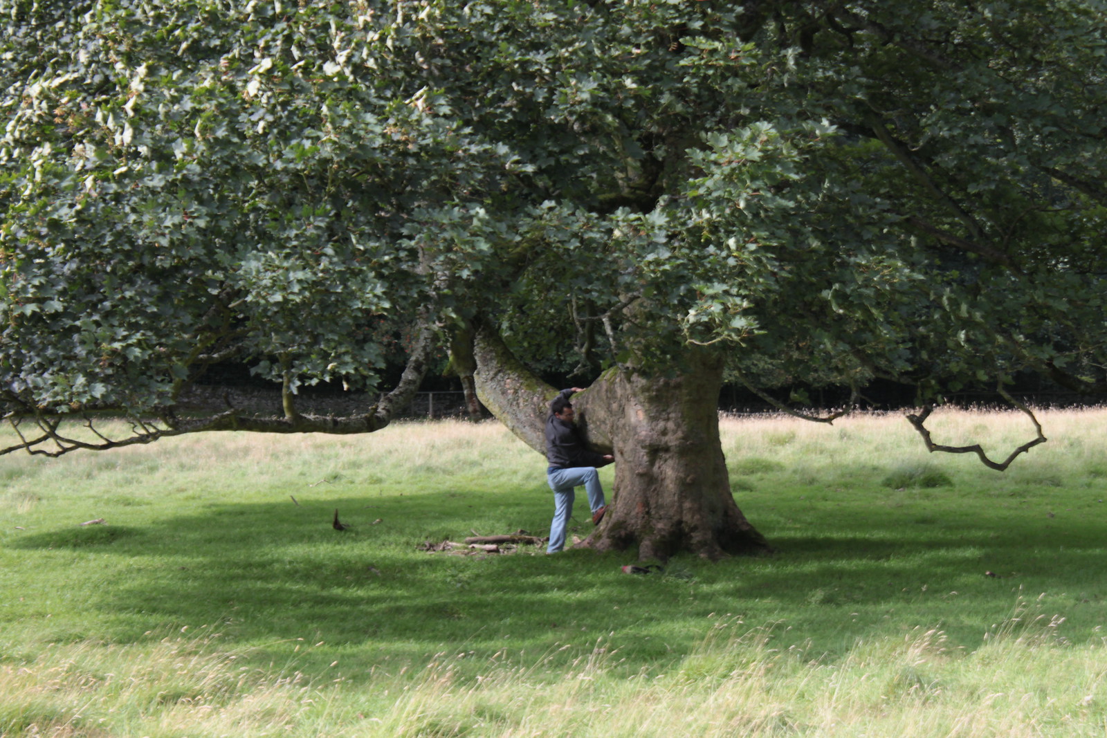IMG_2269 - HENS TREE HUGGER I