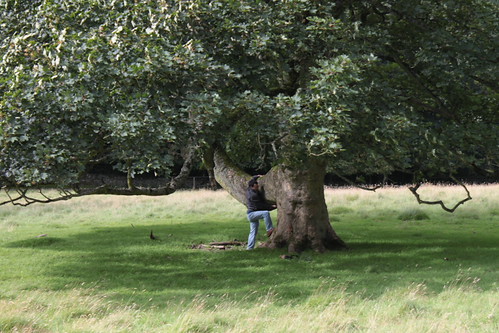 IMG_2269 - HENS TREE HUGGER I