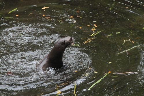 IMG_2304 - OTTER PERCH