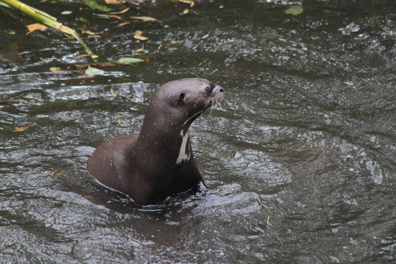 IMG_2321 - OTTERY WHISKERS