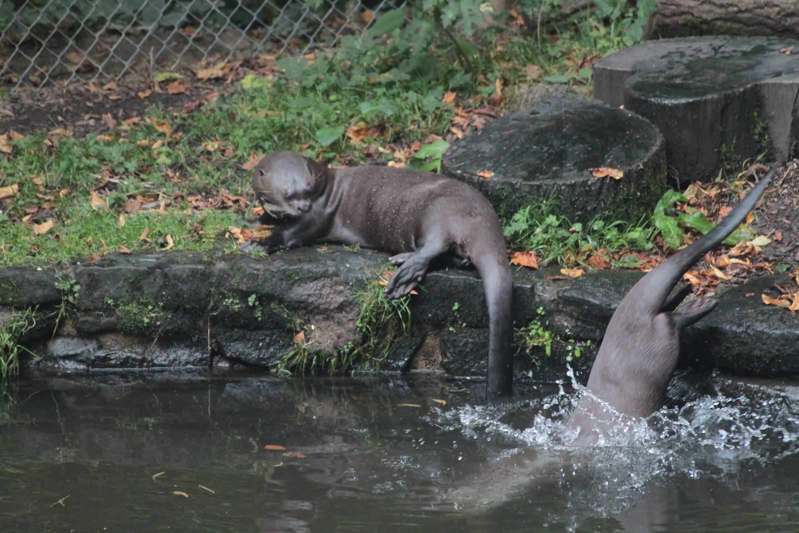 IMG_2317 - OTTER LEAP