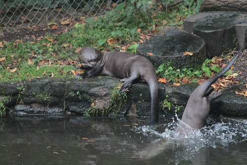IMG_2317 - OTTER LEAP