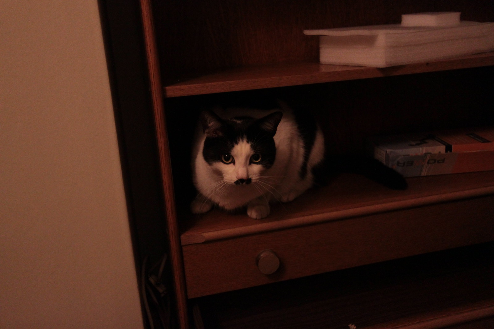 IMG_2964 - CATTT CCROUCHES II