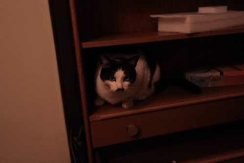 IMG_2964 - CATTT CCROUCHES II