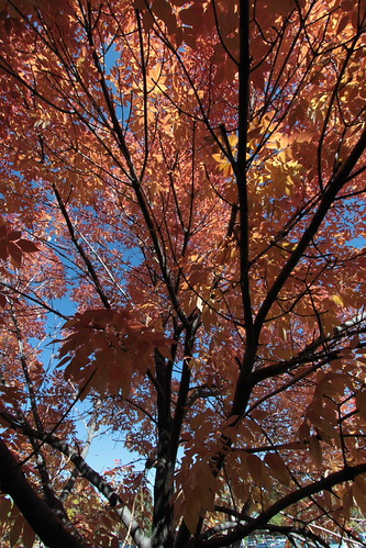 IMG_3057 - Campus Flame