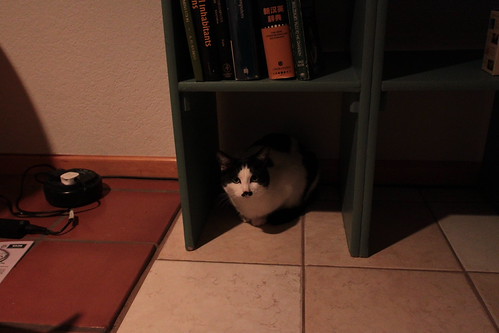 IMG_3246 - CATT SHELF