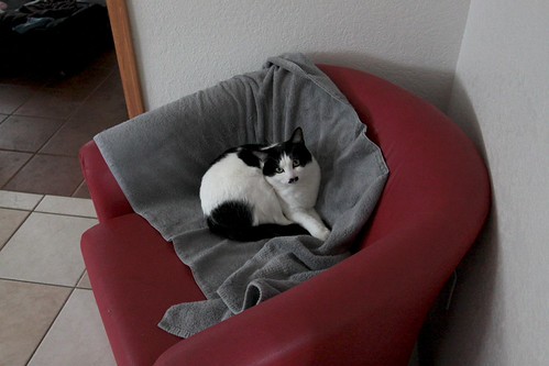 IMG_3225-gamma - Absolute Favorite Armchair