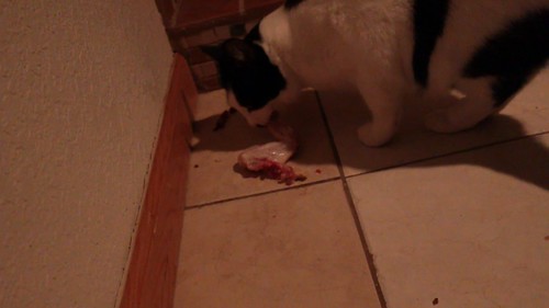 MVI_3243 - CATTTT CCCCONSUME!!