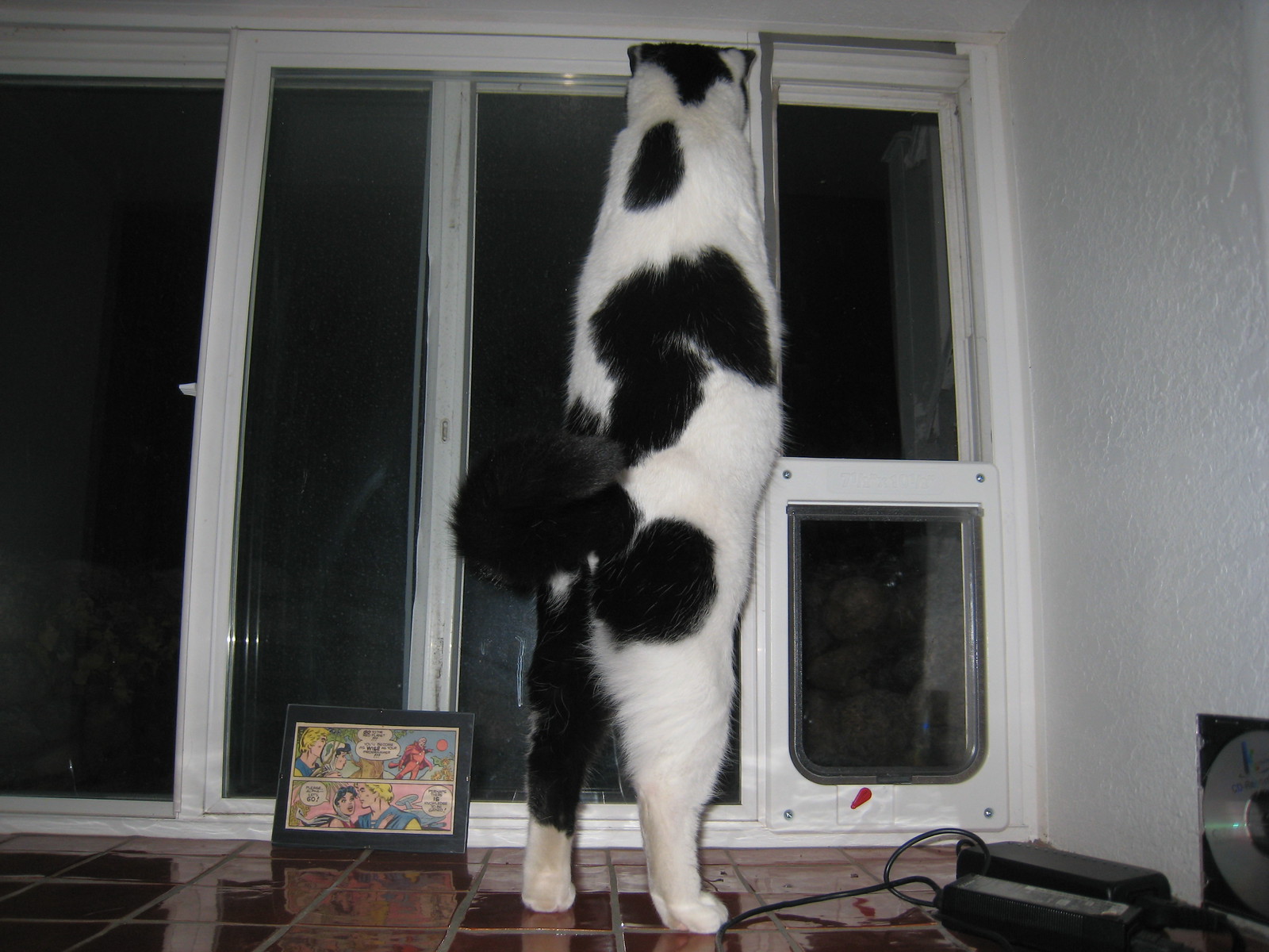 IMG_0869 - ELONGATE CATTTT!