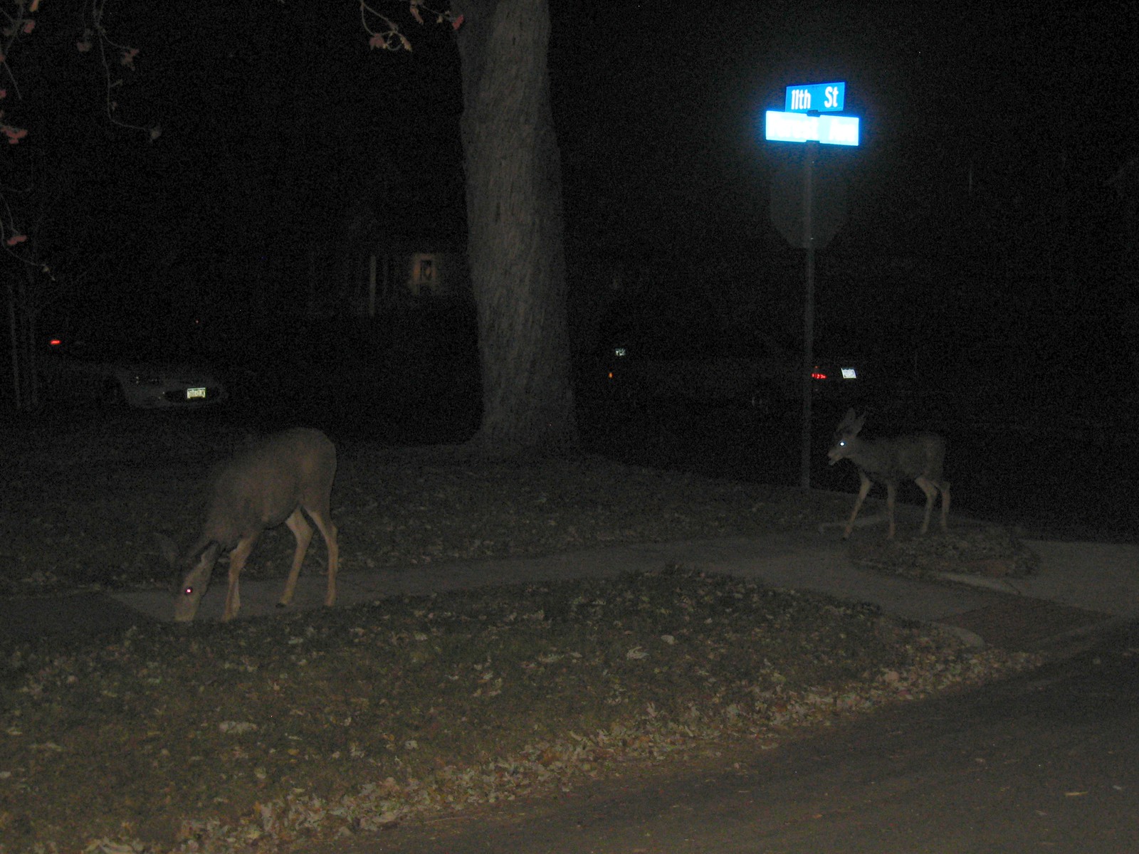 IMG_0882-gamma - Deer by 11th and Forest