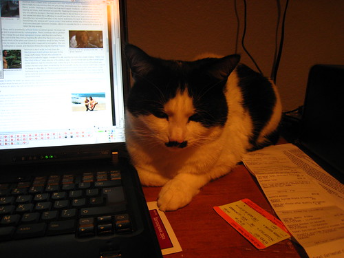 IMG_0894 - RECCLINING CATTT
