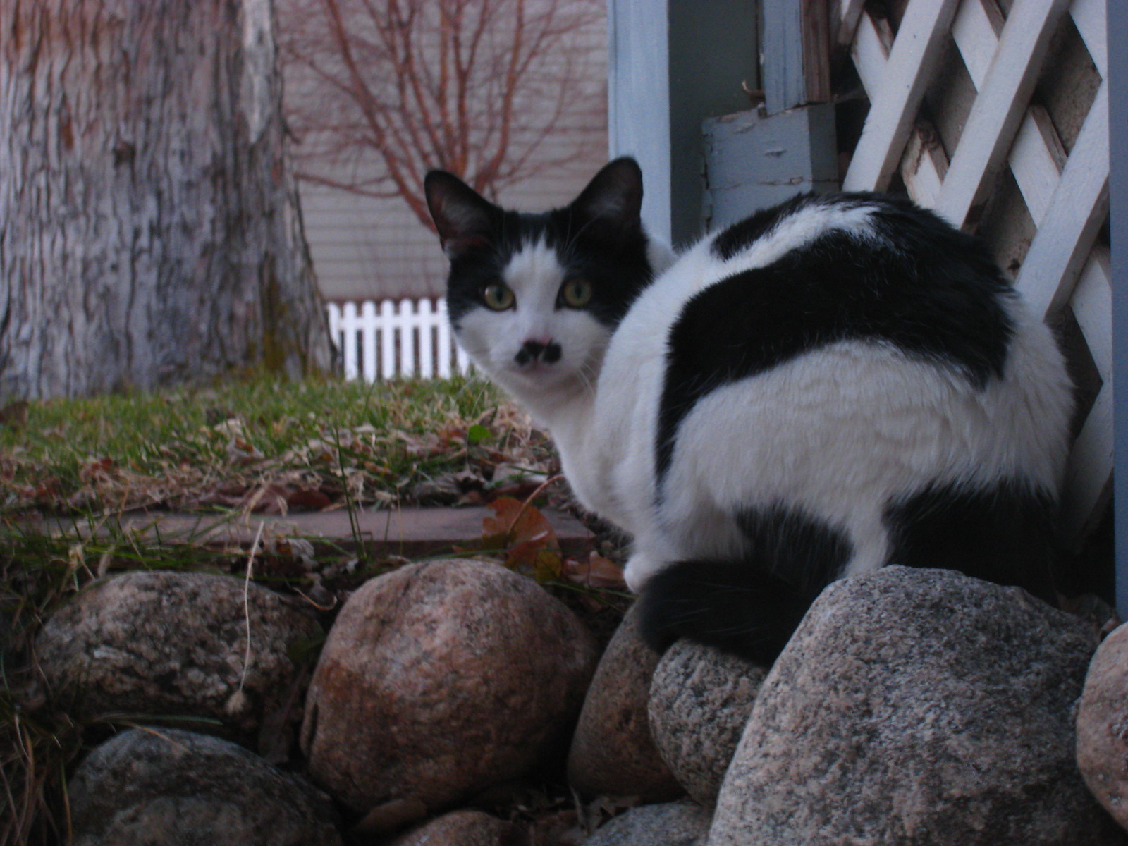 IMG_0922 - CATTTOFTHEXTERIOUR!