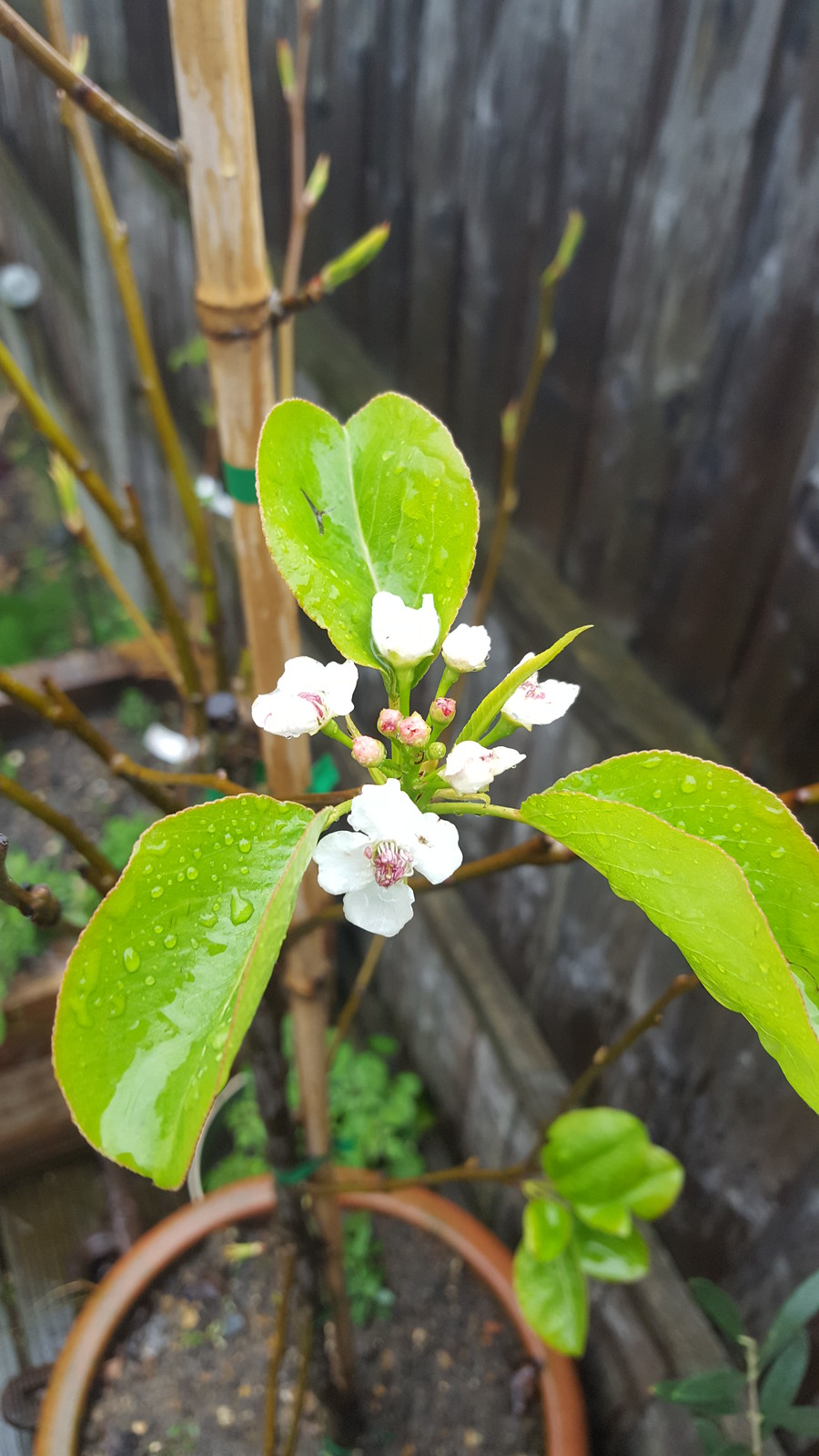 20180330_142816 - First buds from the ORNNEAMENTTALE... **PPEARE**