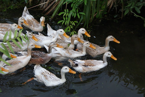 DSC02624 - Likeng Ducks