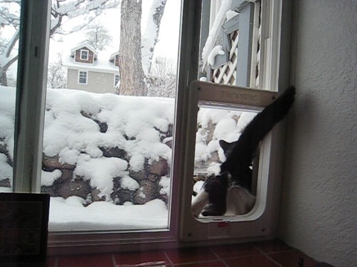 MVI_0929 - CATTINSNOW