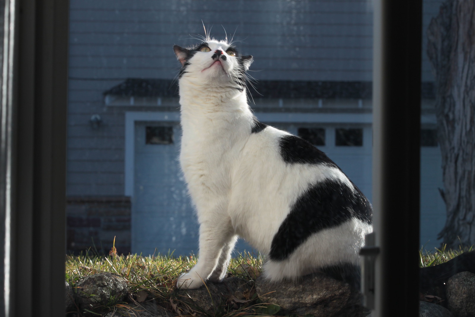 IMG_3454 - PROUDCATT