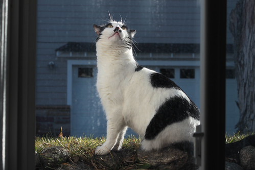 IMG_3454 - PROUDCATT