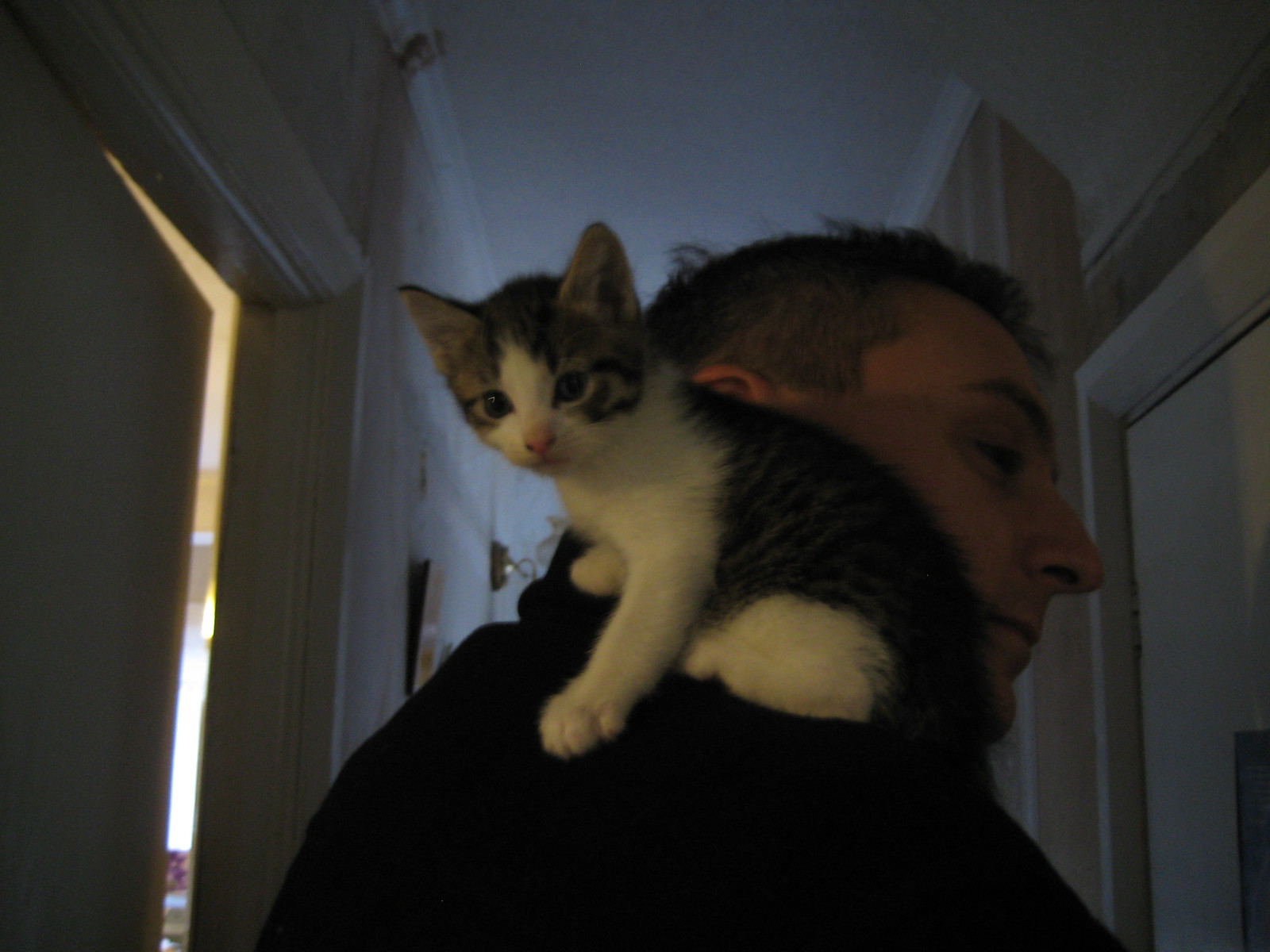 IMG_3811 - NEWCATT ONE!