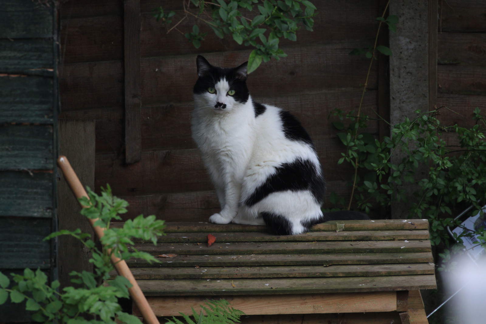 IMG_5484 - New wise CATTONCOMPPOAST!