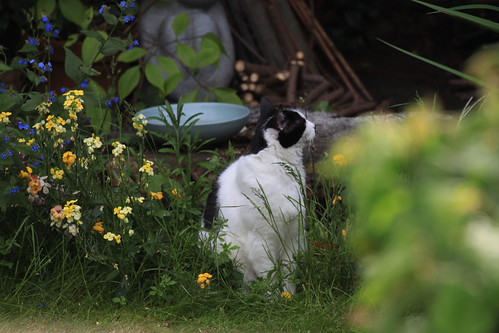 IMG_5488 - CATTNEXTTDDOR!