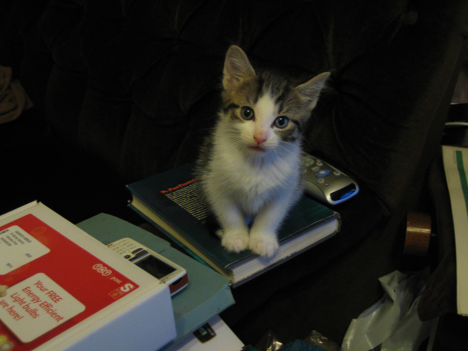 IMG_3842 - A Perfumed CATTT