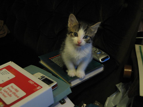 IMG_3842 - A Perfumed CATTT