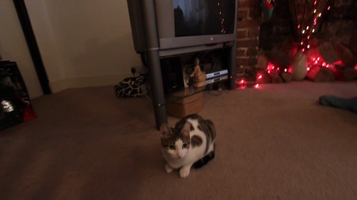 MVI_3515 - THER CATTT MOTHER