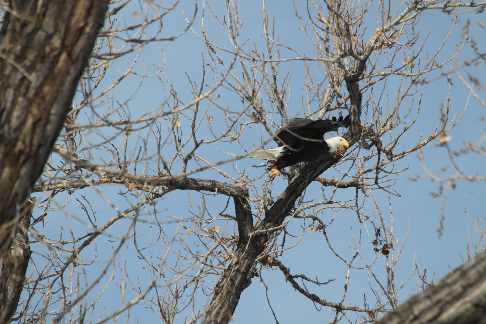 IMG_3672 - Balded EEGLE