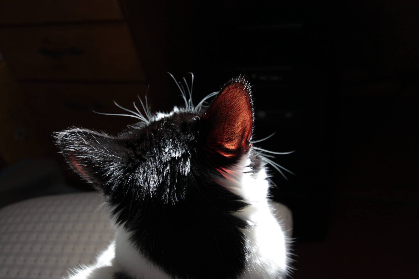 IMG_3666 - CATTT EEARS
