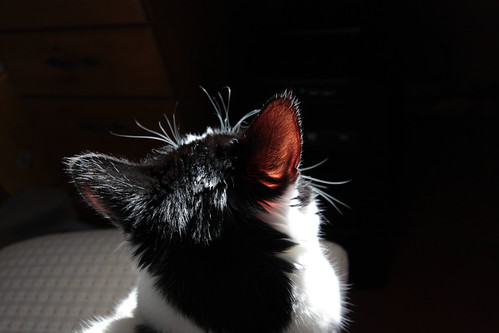 IMG_3666 - CATTT EEARS