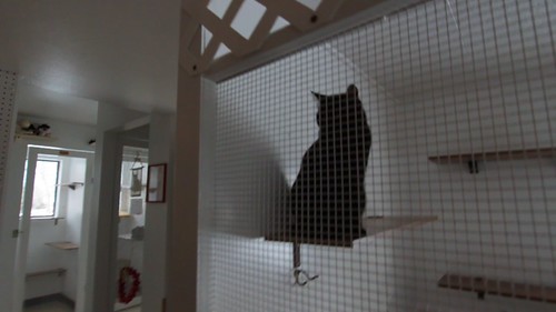 MVI_3655 - THER CATTT HHOUSE