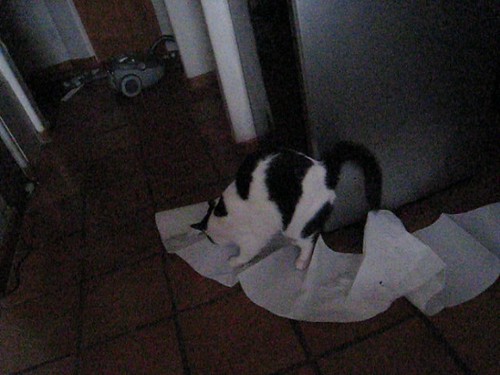 MVI_1014 - CATTT PPPAPER