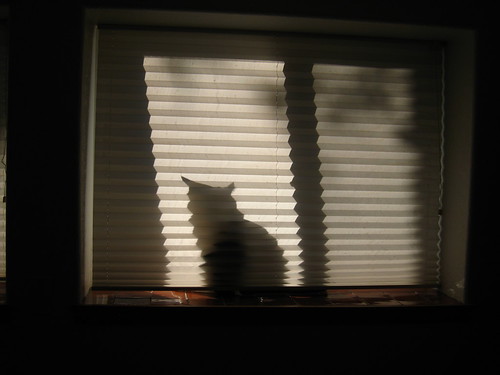 IMG_1017 - SHADDOWCATT